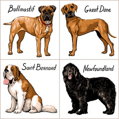 Set of dogs. Vector illustration.