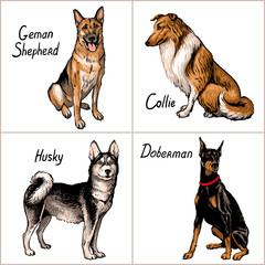 Set of dogs. Vector illustration.