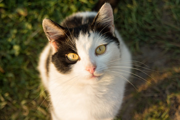 Naklejka na ściany i meble homeless black and white cat with yellow eyes close-up