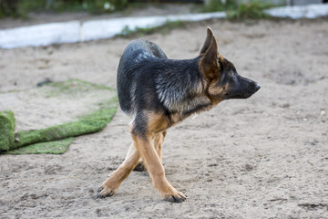 Puppy free dance. Puppy German shepherd is running around on the playground.