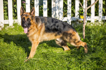 German shepherd in the garden