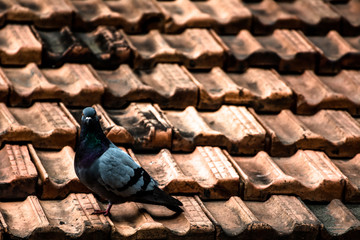 lonely pigeon on a roof