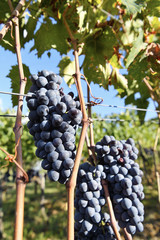 grappoli di uva