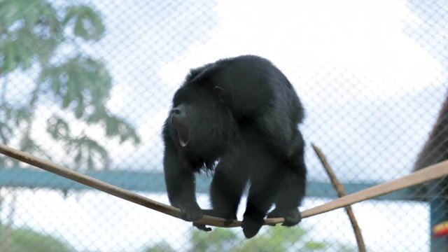 Big Zoo monkey standing straight as the alpha dominance