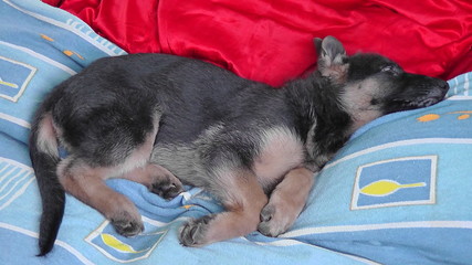 Puppy Siesta. Puppy German shepherd is resting on the couch