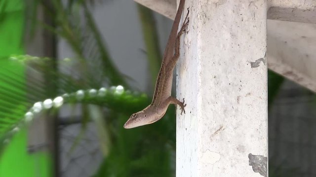 Brown anole Lizard in Florida Basking close up, Anolis sagrei