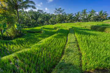 Fototapeta na wymiar Green rice paddy field near Ubud, Bali, Indonesia