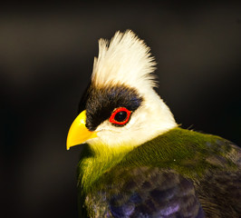 Turaco