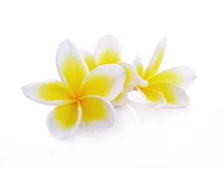 Zelfklevend Fotobehang mooie witte plumeria rubra bloemen geïsoleerd op een witte achtergrond © watkung