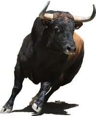 bull