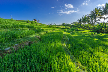 Green rice paddy field near Ubud, Bali, Indonesia