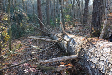 Large fallen tree in forest