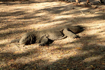 komodo dragon