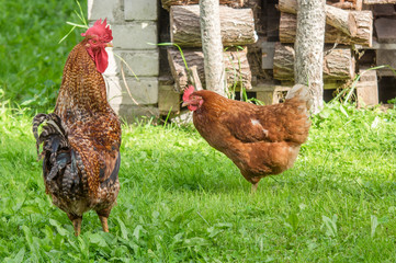 Free range cock and hen on the green grass