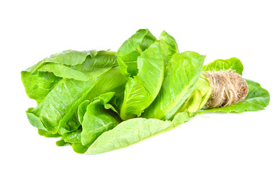 Salad cos on white background