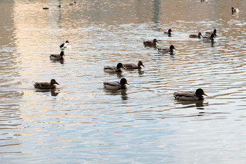 Ducks