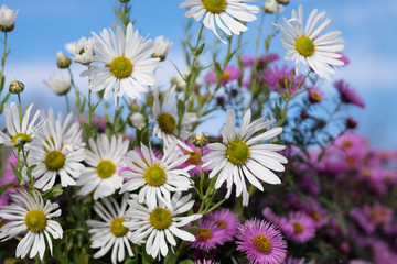 May flowers field of camomiles in garden