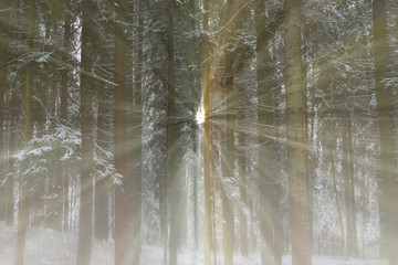 Forest in autumn morning mist