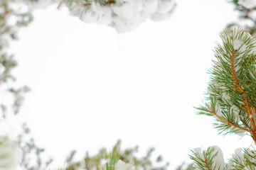 Branch of pine tree with snow.