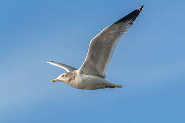 Seagull soars in the sky.