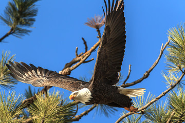 Eagle soars off branch.