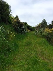 Fototapeta na wymiar Grass Path