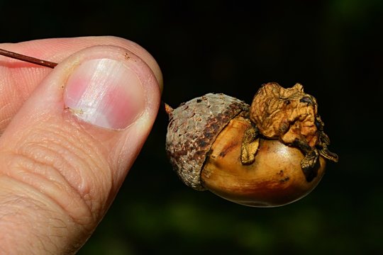 Abnormal structure on acorn of oak tree (Quercus family) called Acorn Knopper Gall, caused by gall wasp insect Andricus quercuscalicis, held in left hand, darker background.