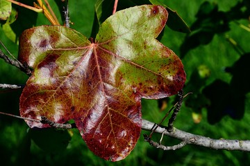 Leaf turning red during fall season on American sweetgum tree, also called american storax, hazel...
