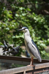 Black Crowned Night Heron perched