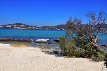 Fototapeta na wymiar Laid tree on the beach and sea in Greece, natural photo, Paros island