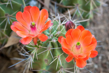 Wildflowers