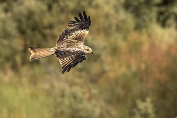 Red Kite, milvus