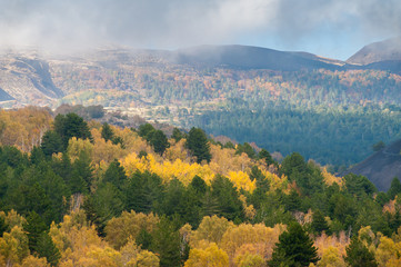 Mount Etna, Italy: birch and beech wood on northern side of the volcano during autumn