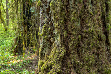 Moss Blanketed Trees In Oregon Forest