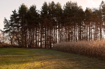 A distant treeline beyond winter corn at dusk
