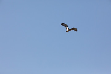 Hawk