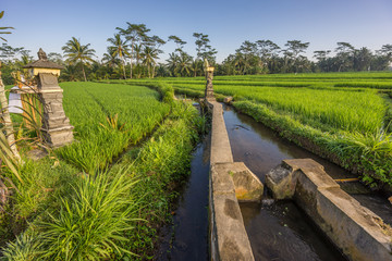 Fototapeta na wymiar Green rice paddy field irrigation system near Ubud, Bali, Indonesia