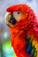 Macaw II