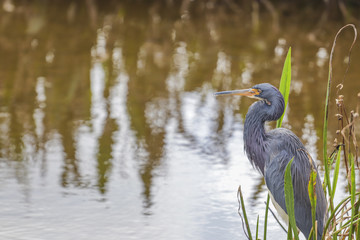 heron