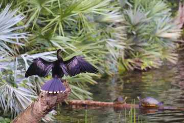 Anhinga