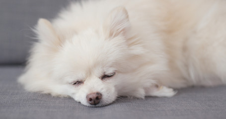 White Pomeranian dog sleep