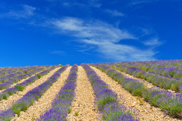 Obraz premium Lavender