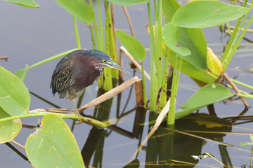 heron 