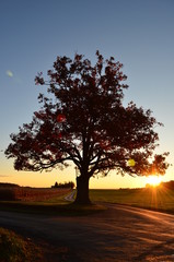 Sunrise behind Silhouette of Large old oak tree along a winding drive on a farm in Autumn 