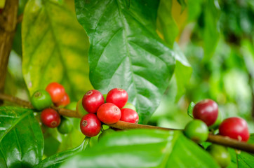 red coffee beans