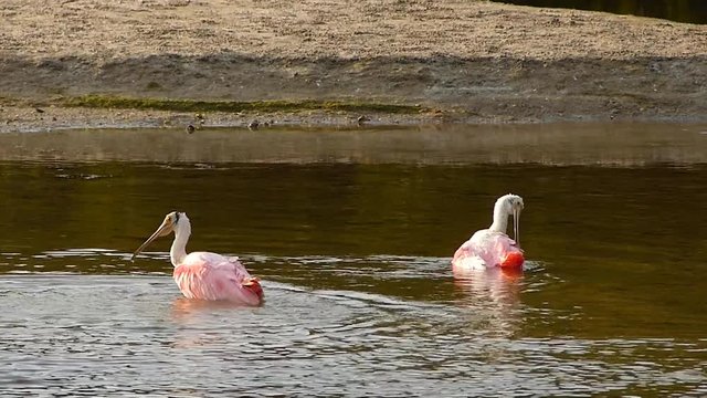 Roseate Spoonbills bathing