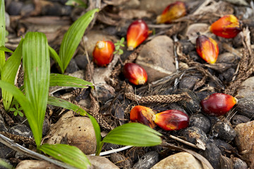 Small green tree Palm sprout plants growing in forest