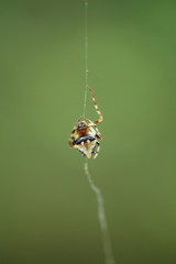 Verrucosa arenata,