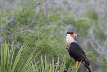 Crested Caracara