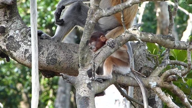 Baby Proboscis monkey (Nasalis larvatus) playing in a tree in Labuk Bay, Sabah, Borneo, Malaysia